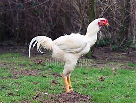 Image result for Malay Chicken