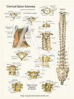 Image result for Lumbar Spine Anatomical Landmarks