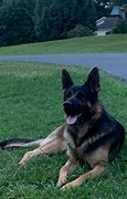 Image result for AKC German Shepherd