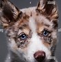 Image result for Adorable Puppy Dog Eyes