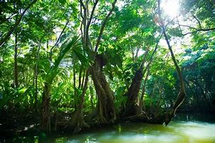 Image result for Vegetation Photography Book