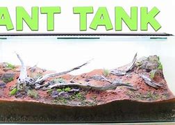 Image result for Real Ant Farm