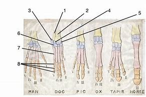 Image result for Manus Region Anatomy