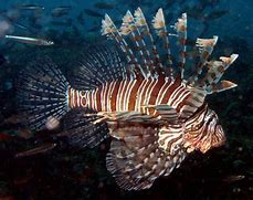 Image result for Red Lionfish