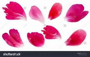 Image result for Tecumseh Peony