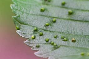 Image result for Eriphoid Mite Olive