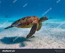 Image result for Turtle Underside