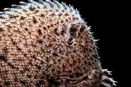 Image result for Trinectes Maculatus