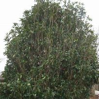 Image result for Fragrant Tea Olive Tree