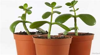 Image result for Jade Plant Roots