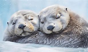 Image result for Otters Lounging