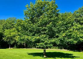 Image result for Nuttall Oak Tree