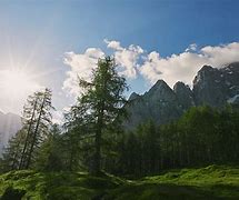 Image result for Mountain Forest Scenery