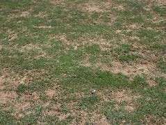 Image result for Brown Patch Sclerotia