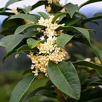 Image result for Fragrant Tea Olive Tree