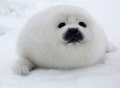 Image result for Fat Seal