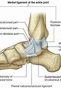 Image result for Lateral Malleolus Ligaments