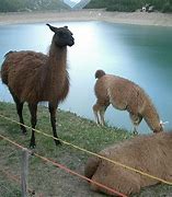 Image result for Llama Shape