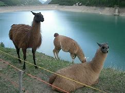 Image result for Giant Llama