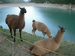 Image result for Llama Tierna