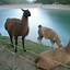 Image result for Giant Llama