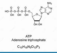 Image result for Adenosine