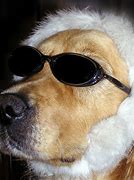 Image result for Funny Dog V