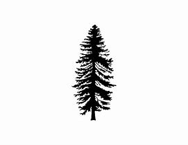 Image result for Grand Fir