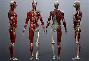 Image result for Muscle Skeleton Model