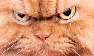 Image result for Anime Cat Mad