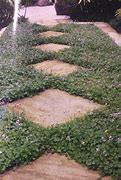 Image result for Australian Violet Ground Cover