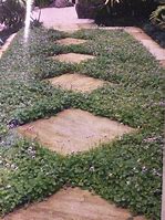 Image result for Ground Cover for Shaded Areas