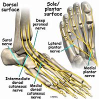 Image result for foot nerves anatomy