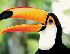 Image result for Toucan Species Chart