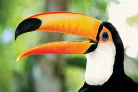 Image result for Toucan Bird Action