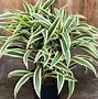 Image result for Variegated Dracaena Plant