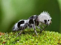 Image result for The Panda Ant