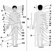 Image result for Anatomical Position Blank Diagram