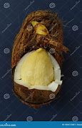 Image result for Coconut Cotyledon