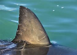 Image result for Shark Fin Hunting