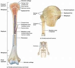 Image result for Long Skinny Bone Identifacation