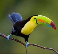 Image result for Smallest Toucan Species