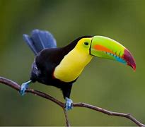 Image result for Toucan Species List