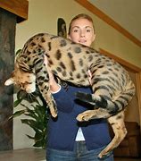 Image result for Big House Cat Savannah