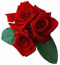 Image result for Rose Paan