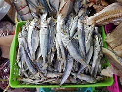 Image result for Ikan Laut Bencong