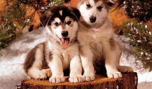 Image result for Snow Wolf Pups