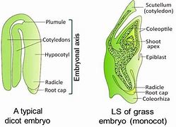 Image result for Dicot Embryo Development