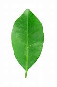 Image result for Lime Tree PNG