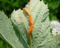 Image result for Rust Fungus